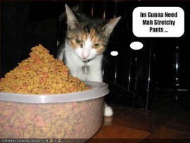 funny-pictures-cat-plans-to-eat-a-lot-of-food.jpg